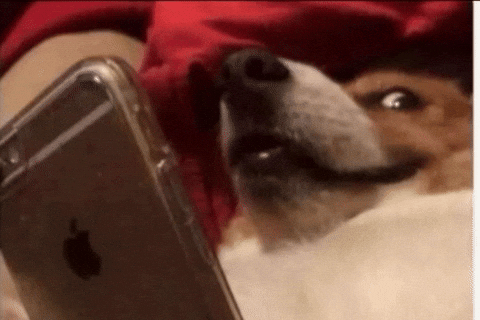 Dog with michevious grin holding phone
